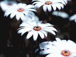 Preview wallpaper osteospermum, flowers, white, bloom, plant