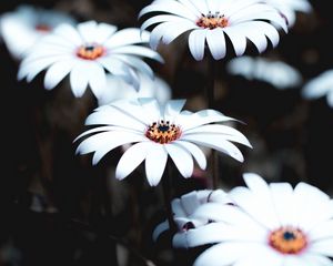 Preview wallpaper osteospermum, flowers, white, bloom, plant