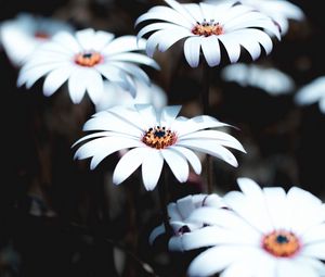 Preview wallpaper osteospermum, flowers, white, bloom, plant