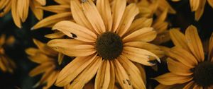 Preview wallpaper osteospermum, flowers, yellow, blossom