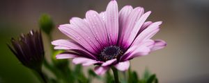 Preview wallpaper osteospermum, petals, flower, drops, macro