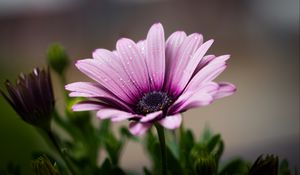 Preview wallpaper osteospermum, petals, flower, drops, macro