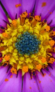 Preview wallpaper osteospermum, petals, flower, pollen, macro