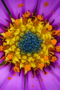 Preview wallpaper osteospermum, petals, flower, pollen, macro