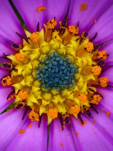 Preview wallpaper osteospermum, petals, flower, pollen, macro