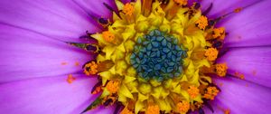 Preview wallpaper osteospermum, petals, flower, pollen, macro