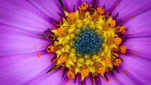 Preview wallpaper osteospermum, petals, flower, pollen, macro