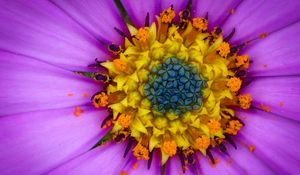 Preview wallpaper osteospermum, petals, flower, pollen, macro