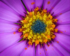 Preview wallpaper osteospermum, petals, flower, pollen, macro