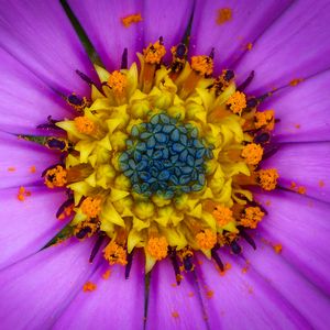 Preview wallpaper osteospermum, petals, flower, pollen, macro