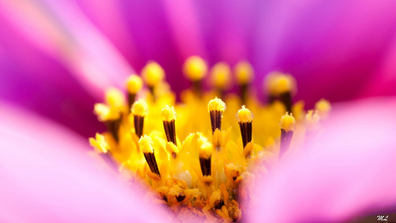 Wallpaper osteospermum, petals, flower, macro, pollen