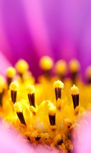 Preview wallpaper osteospermum, petals, flower, macro, pollen