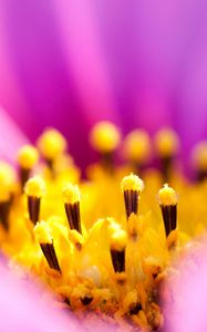 Preview wallpaper osteospermum, petals, flower, macro, pollen