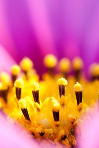 Preview wallpaper osteospermum, petals, flower, macro, pollen