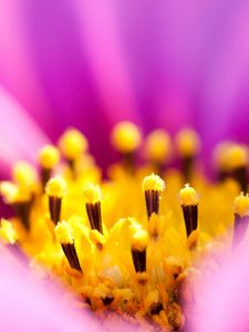 Preview wallpaper osteospermum, petals, flower, macro, pollen