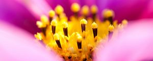 Preview wallpaper osteospermum, petals, flower, macro, pollen