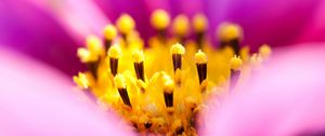 Preview wallpaper osteospermum, petals, flower, macro, pollen