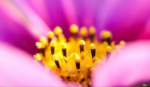 Preview wallpaper osteospermum, petals, flower, macro, pollen