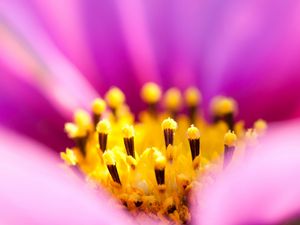 Preview wallpaper osteospermum, petals, flower, macro, pollen