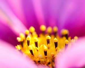 Preview wallpaper osteospermum, petals, flower, macro, pollen