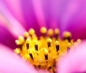 Preview wallpaper osteospermum, petals, flower, macro, pollen