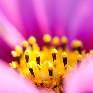 Preview wallpaper osteospermum, petals, flower, macro, pollen