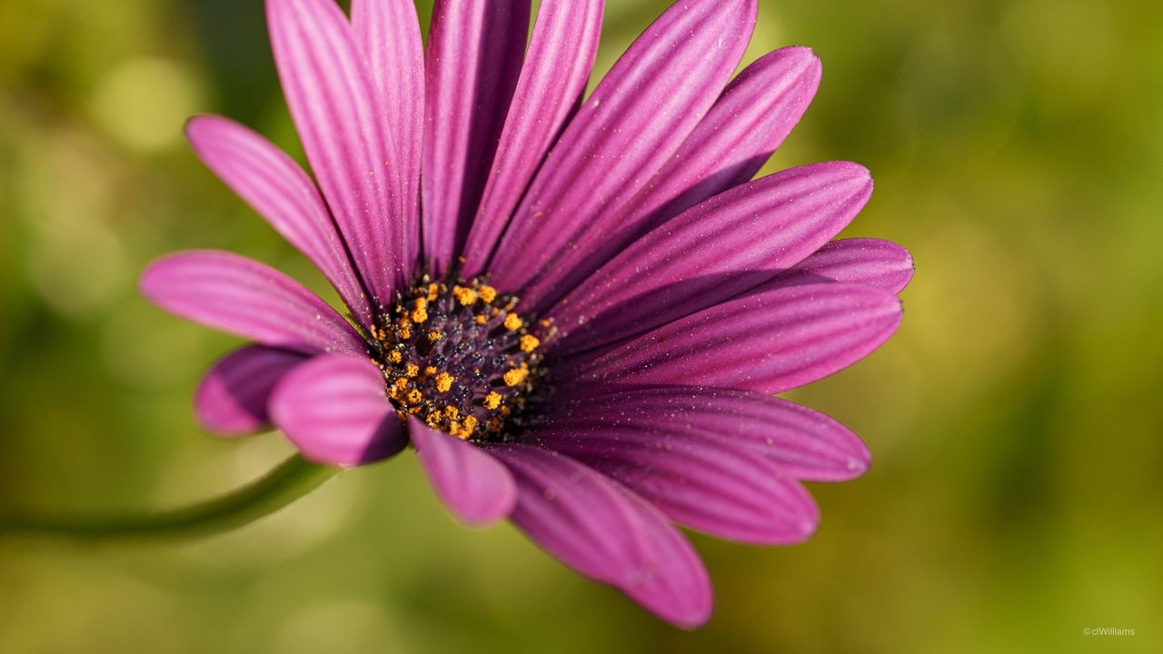 Wallpaper osteospermum, petals, flower, purple, macro