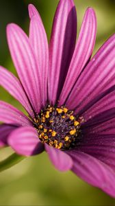 Preview wallpaper osteospermum, petals, flower, purple, macro