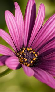 Preview wallpaper osteospermum, petals, flower, purple, macro