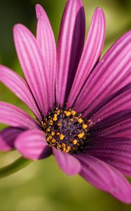 Preview wallpaper osteospermum, petals, flower, purple, macro