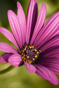 Preview wallpaper osteospermum, petals, flower, purple, macro