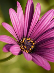 Preview wallpaper osteospermum, petals, flower, purple, macro