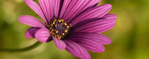 Preview wallpaper osteospermum, petals, flower, purple, macro