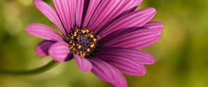 Preview wallpaper osteospermum, petals, flower, purple, macro