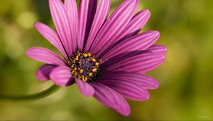 Preview wallpaper osteospermum, petals, flower, purple, macro