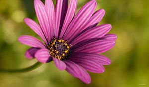 Preview wallpaper osteospermum, petals, flower, purple, macro