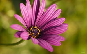 Preview wallpaper osteospermum, petals, flower, purple, macro