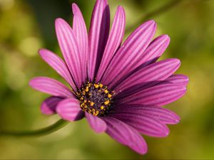 Preview wallpaper osteospermum, petals, flower, purple, macro