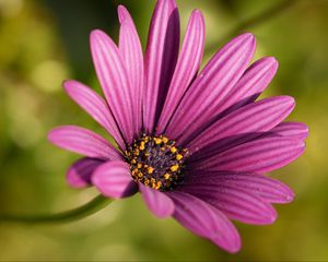 Preview wallpaper osteospermum, petals, flower, purple, macro