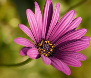 Preview wallpaper osteospermum, petals, flower, purple, macro