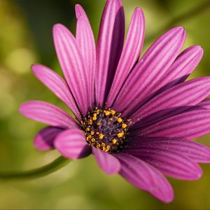 Preview wallpaper osteospermum, petals, flower, purple, macro