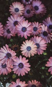 Preview wallpaper osteospermum, petals, flowers, buds