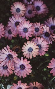 Preview wallpaper osteospermum, petals, flowers, buds