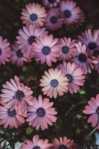 Preview wallpaper osteospermum, petals, flowers, buds