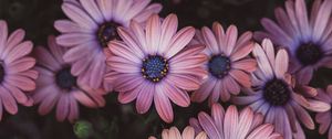 Preview wallpaper osteospermum, petals, flowers, buds