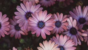 Preview wallpaper osteospermum, petals, flowers, buds