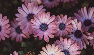 Preview wallpaper osteospermum, petals, flowers, buds