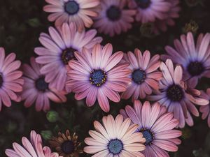 Preview wallpaper osteospermum, petals, flowers, buds