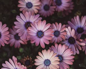 Preview wallpaper osteospermum, petals, flowers, buds