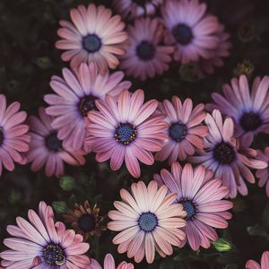 Preview wallpaper osteospermum, petals, flowers, buds